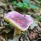 Russula olivacea mushroom