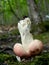 Russula phallic shape