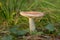 Russula rosea. rosy russula mushroom is edible wild fungus. Pink mushroom, natural environment background.