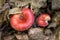 Russula rosea, Russula lepida