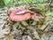 Russula rosea or Russula lepida, known as the rosy russula, is a north temperate, some consider it edible other inedible