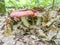 Russula rosea or Russula lepida, known as the rosy russula, is a north temperate, some consider it edible other inedible