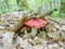 Russula rosea or Russula lepida, known as the rosy russula, is a north temperate, some consider it edible other inedible