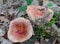 Russula rosea synonym Russula lepida known as the rosy russula mushroom