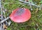 Russula rosea synonym Russula lepida known as the rosy russula mushroom