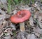 Russula rosea synonym Russula lepida known as the rosy russula mushroom