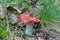 Russula rosea synonym Russula lepida known as the rosy russula mushroom