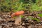 Russula rosea (synonym Russula lepida) known as the rosy russula mushroom