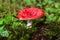 Russula, russule mushroom, with a red hat grow in the forest in autumn and summer in green moss and grass