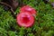 russula sanguinaria mushroom, an edible red mushroom in the forest among the moss