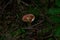 Russula sanguinaria mushroom growing in the woods