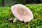 Russula vesca