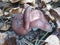 Russula vesca in the forest