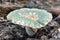 Russula virescens