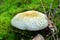 Russula virescens