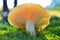 Russula virescens mushroom