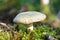 Russula virescens mushroom