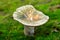 Russula virescens mushroom