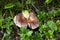 Russulaceae - mushroom in the autumn forest among green leaves. Edible