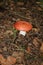 Russulaceae - mushroom in the autumn forest among green leaves. Edible