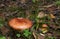 Russulaceae - mushroom in the autumn forest among green leaves. Edible