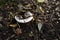 Russulacece mushroom in woodland floor