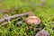 Russule edible mushroom growing in a woods