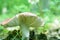 Russule poisonous mushroom on a blurred green background. Close up of a mushroom.