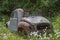 Rust bucket car in nature