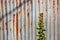The rust and corrosion galvanized steel fence with weed in front