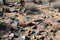 Rust covered granite large rocks strewn across the hiking trail of the Horseshoe Loop in McDowell Sonoran Preserve