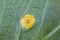 Rust of currant. Disease on black currant leaves caused by a fungus Cronartium ribicola