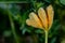 Rust fungus on a alchemilla