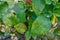 Rust fungus, caused by Phragmidium fungus affectes rose leaves. Close up