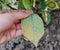 Rust fungus, caused by Phragmidium fungus affectes rose leaves. Close up