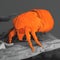 Rust mite observed in a scanning electron microscope