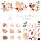 Rust orange, beige, white rose, burgundy anthurium flower, pampas grass, fern, dried palm leaves vector design big set
