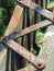 Rust on trestle bridge