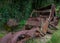 Rusted and abandoned vintage car in the forest