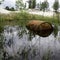 Rusted barrel in the water.