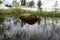 Rusted barrel in the water.