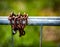 Rusted chains on galvanised gate