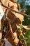 Rusted golden leaves are indication of autumn