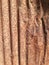 Rusted Iron Corrugate