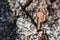 Rusted iron spike on wood macro close up detail