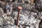 Rusted iron spike on wood macro close up detail