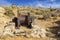 Rusted Machinery Iron Horse Mine Joshua Tree National Park California USA