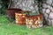 Rusted metal barrels cut in half used as large flower pots for garden plants surrounded with uncut grass and trees in front of