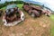 Rusted Old Cars Sit In A Georgia Auto Junkyard