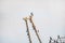 Rusted shipwreck on the shore with Cape Cormorant birds fighting.